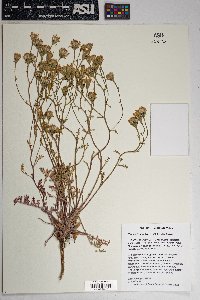 Chaenactis douglasii image