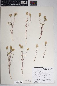 Chaenactis macrantha image