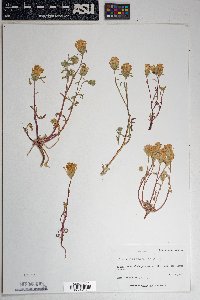 Chaenactis macrantha image