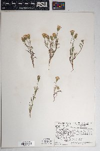 Chaenactis macrantha image