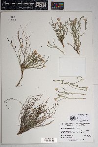 Chaetopappa ericoides image