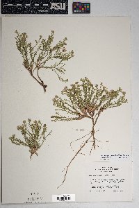 Chaetopappa ericoides image