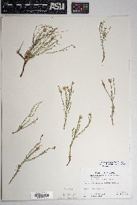 Chaetopappa ericoides image