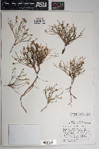 Chaetopappa ericoides image