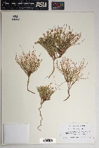 Chaetopappa ericoides image