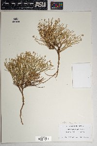 Chaetopappa ericoides image