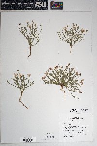 Chaetopappa ericoides image