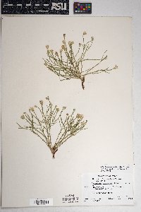 Chaetopappa ericoides image