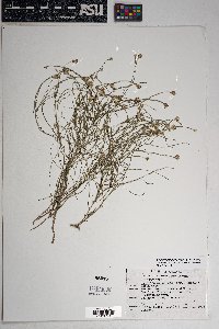 Chaetopappa ericoides image