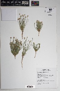 Chaetopappa ericoides image