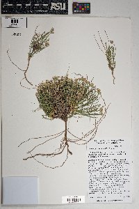 Chaetopappa ericoides image