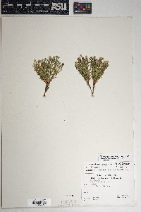 Chaetopappa ericoides image