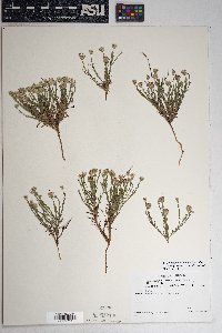 Chaetopappa ericoides image