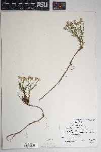 Chaetopappa ericoides image