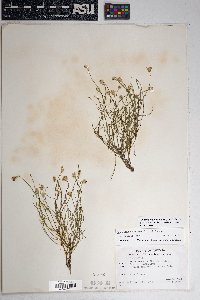 Chaetopappa ericoides image