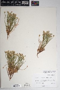 Chaetopappa ericoides image