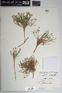 Chaetopappa ericoides image