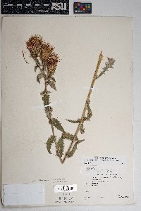 Cirsium arizonicum var. arizonicum image