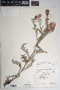 Cirsium arizonicum image