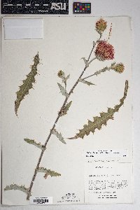 Cirsium arizonicum image