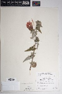 Cirsium arizonicum image