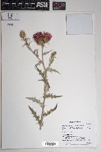 Cirsium arizonicum image