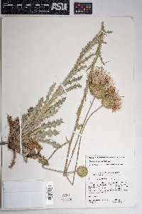 Cirsium neomexicanum image