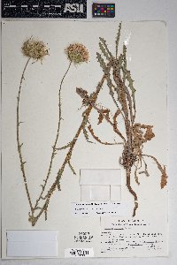 Cirsium neomexicanum image