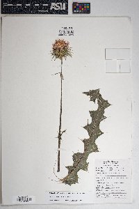 Cirsium neomexicanum image