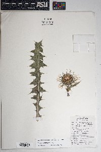 Cirsium neomexicanum image