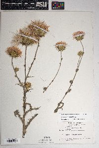 Cirsium neomexicanum image