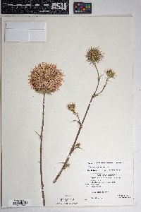 Cirsium neomexicanum image