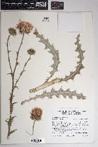 Cirsium neomexicanum image