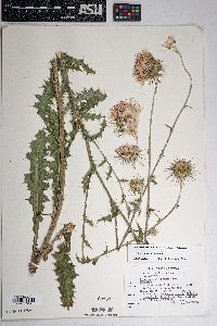 Cirsium neomexicanum image