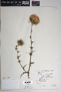 Cirsium neomexicanum image