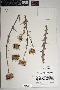 Cirsium neomexicanum image