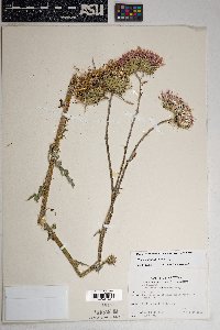 Cirsium neomexicanum image