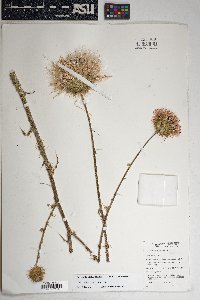 Cirsium neomexicanum image