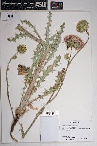 Cirsium neomexicanum image