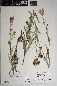 Cirsium wheeleri image