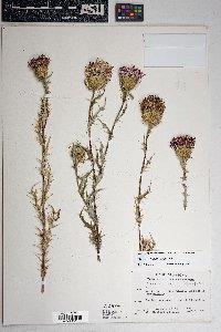 Cirsium wheeleri image