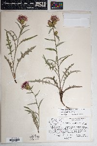 Cirsium wheeleri image