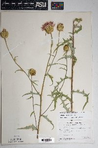 Cirsium wheeleri image