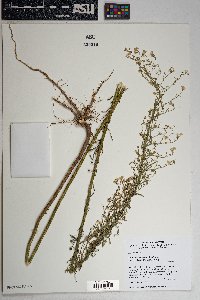 Conyza canadensis var. glabrata image