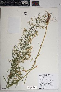 Conyza canadensis var. glabrata image