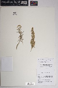 Laennecia coulteri image