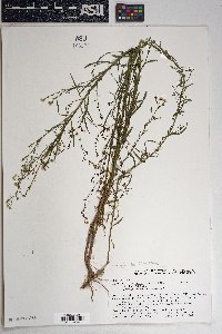 Conyza canadensis var. glabrata image