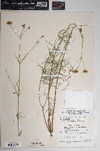 Coreocarpus arizonicus image