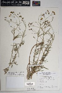 Coreocarpus arizonicus var. arizonicus image