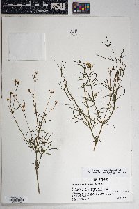 Coreocarpus arizonicus var. arizonicus image